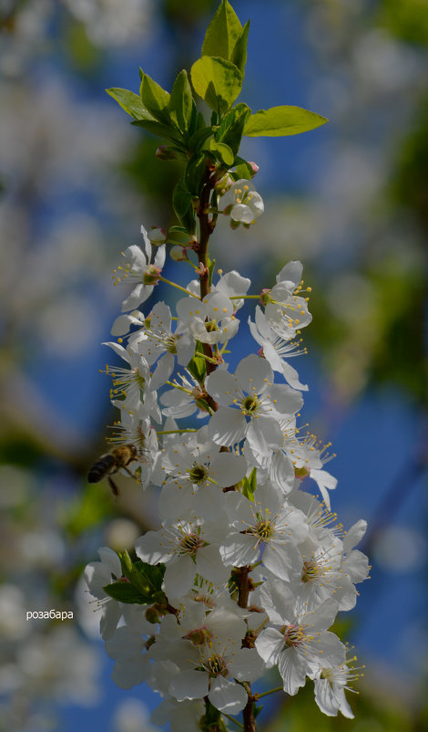 слива особенно красива в цветении - Ксения Забара