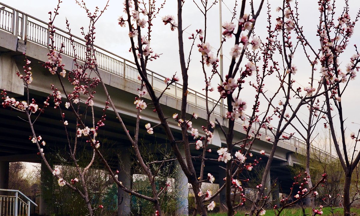 Цветёт абрикос на фоне моста - Владимир Болдырев
