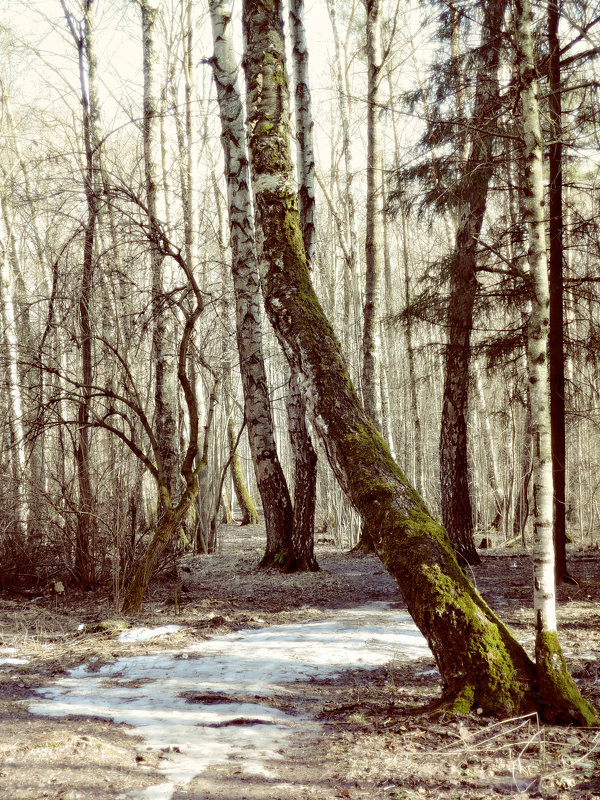 Весенний лес - Денис Масленников