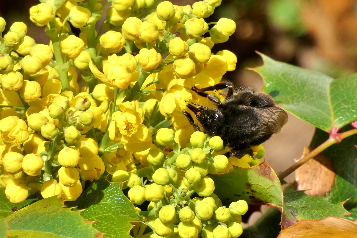 Жёлтый цветок и пчела... - backareva.irina Бакарева