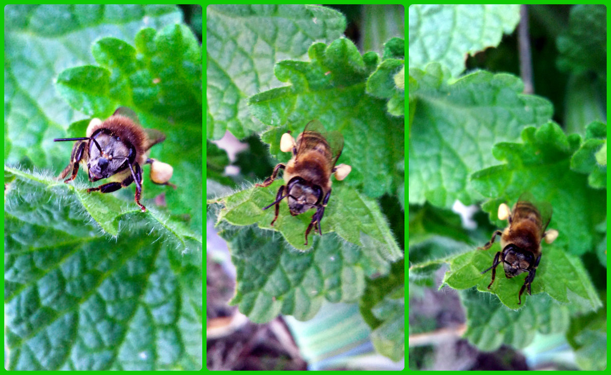 Нектар на лапках у пчелы (Коллаж) - Татьяна Королёва