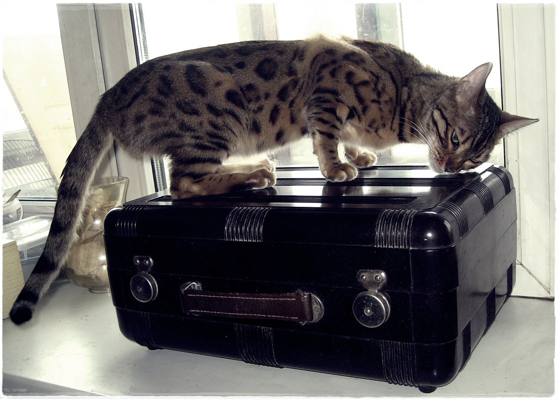 Кто, кто в чемодане живёт? Может быть Кот! - muh5257 