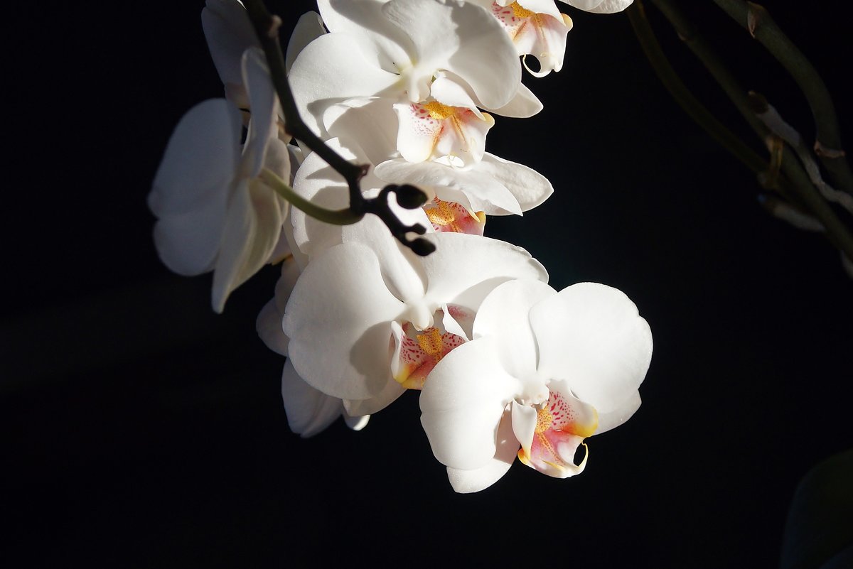 Орхидея - Наталья Т