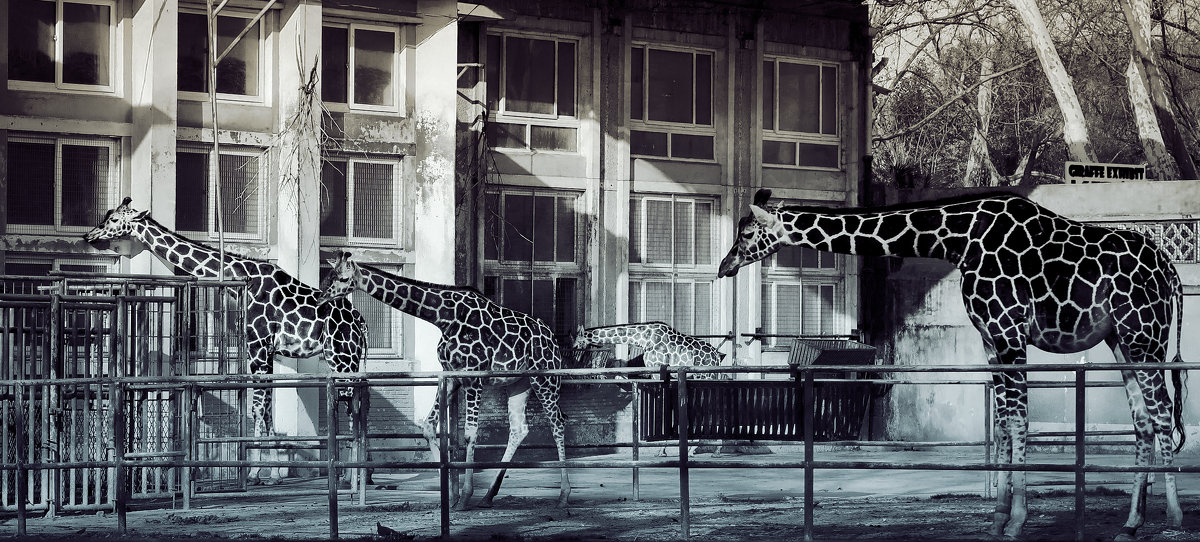 О жирафах - Марина Лукина