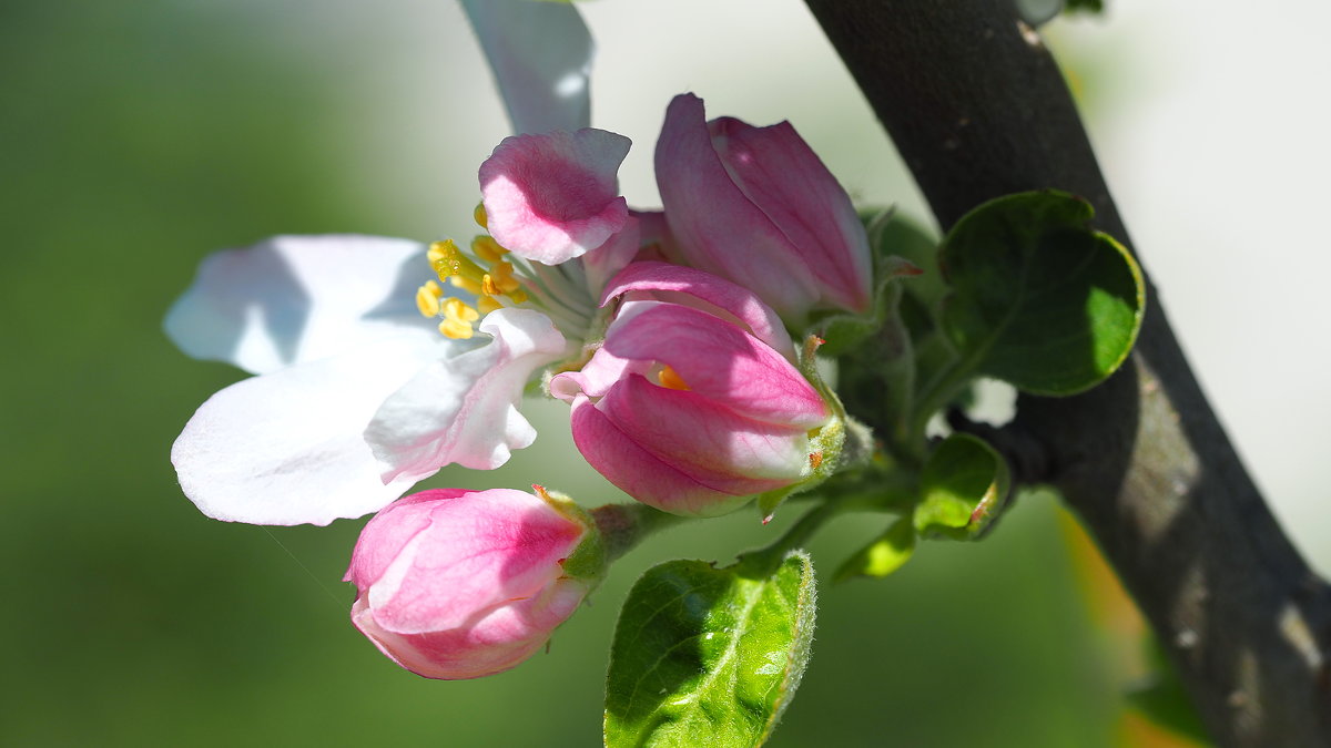 Яблоня цветет - wea *