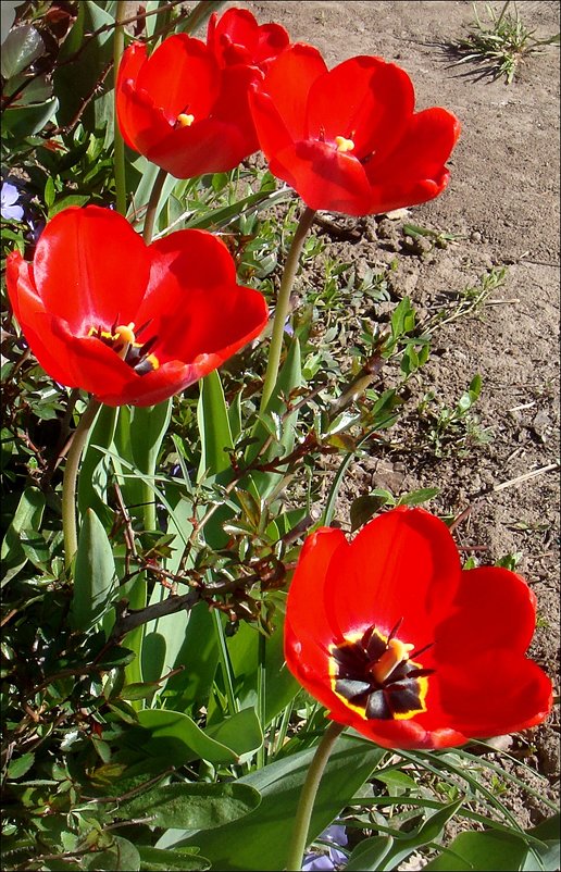 Красные тюльпаны - праздник весны! - Нина Корешкова