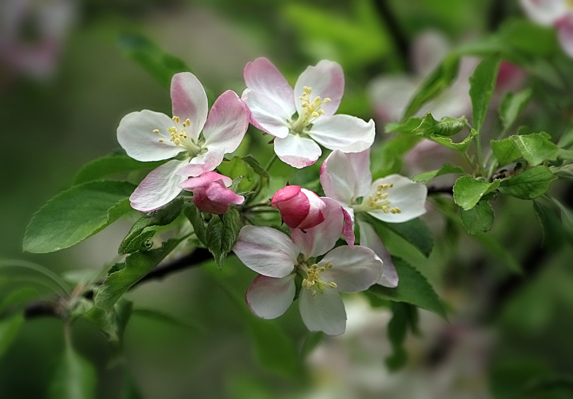 Яблоневый цвет - Lusi Almaz 