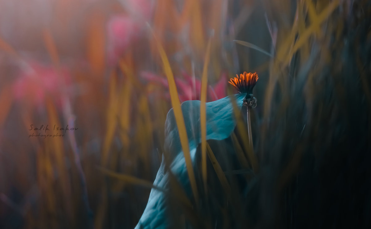 цветочек - Sali Isakov 