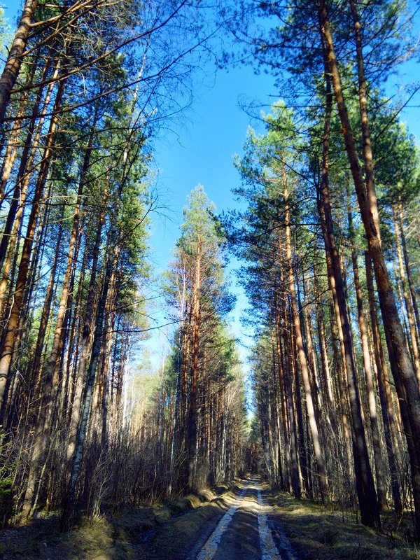 Среди больших деревьев - Николай Масляев