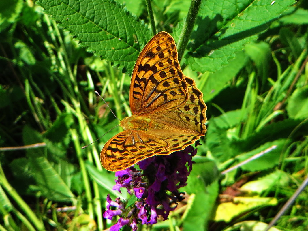 *Перламутровка пандора (лат. Argynnis pandora) - vodonos241 