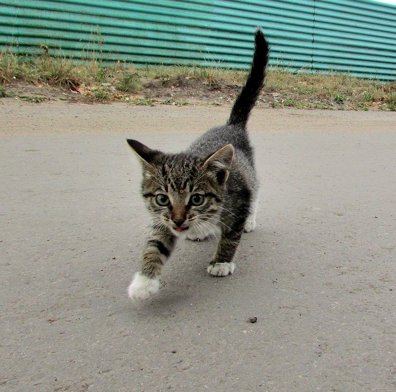 Самостоятельный - Владимир 