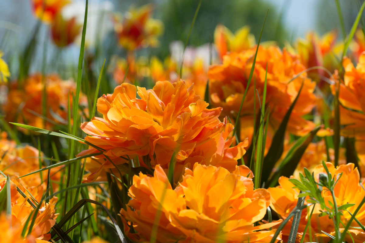 Весна, тюльпаны - Viktor S