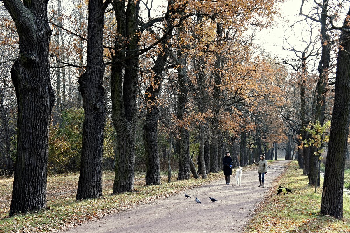 Дубовая аллея в Нижнем парке - Елена Павлова (Смолова)