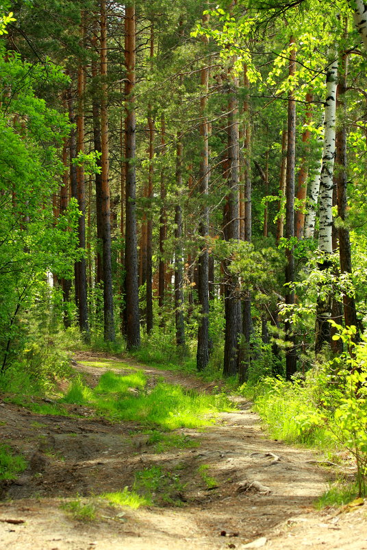 русский лес Природа Лес обои для рабочего стола