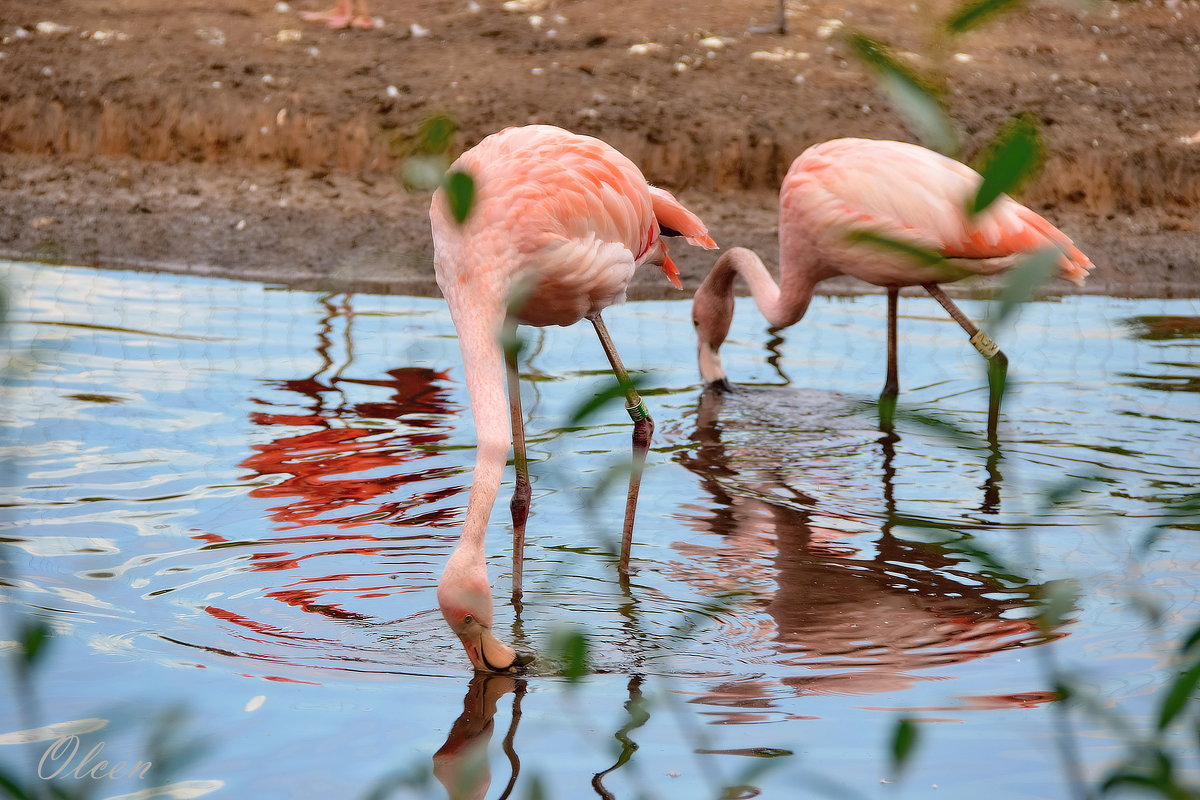 Розовые фламинго - Olcen Len