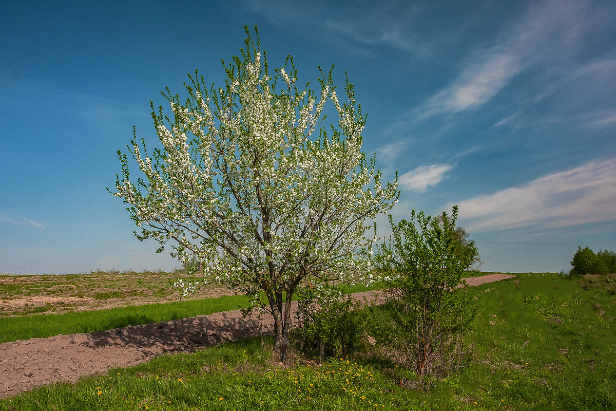 *** - Николай Климович