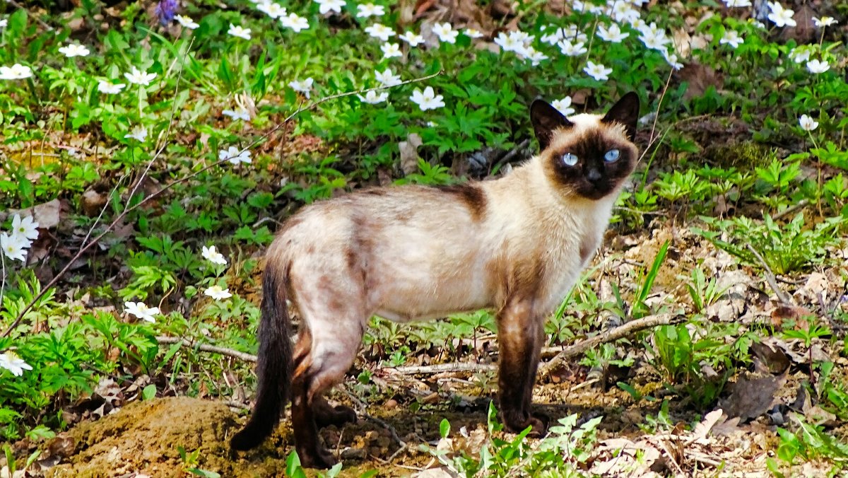 Деревенская кошка с голубыми глазами - Милешкин Владимир Алексеевич 