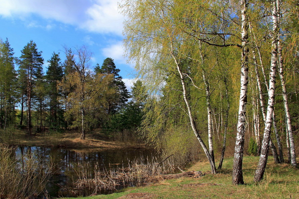 Не слышно шума городского... - Лесо-Вед (Баранов)