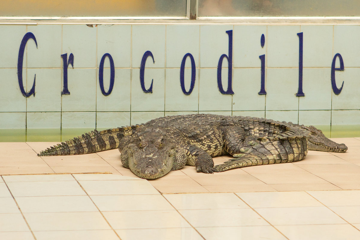 Шоу крокодилов в Тайланде - Ольга Горд