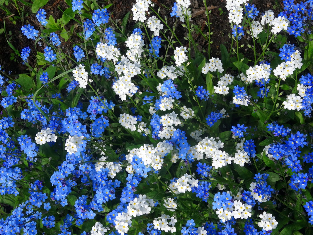 Весенние цветы - Larisa-A-T 