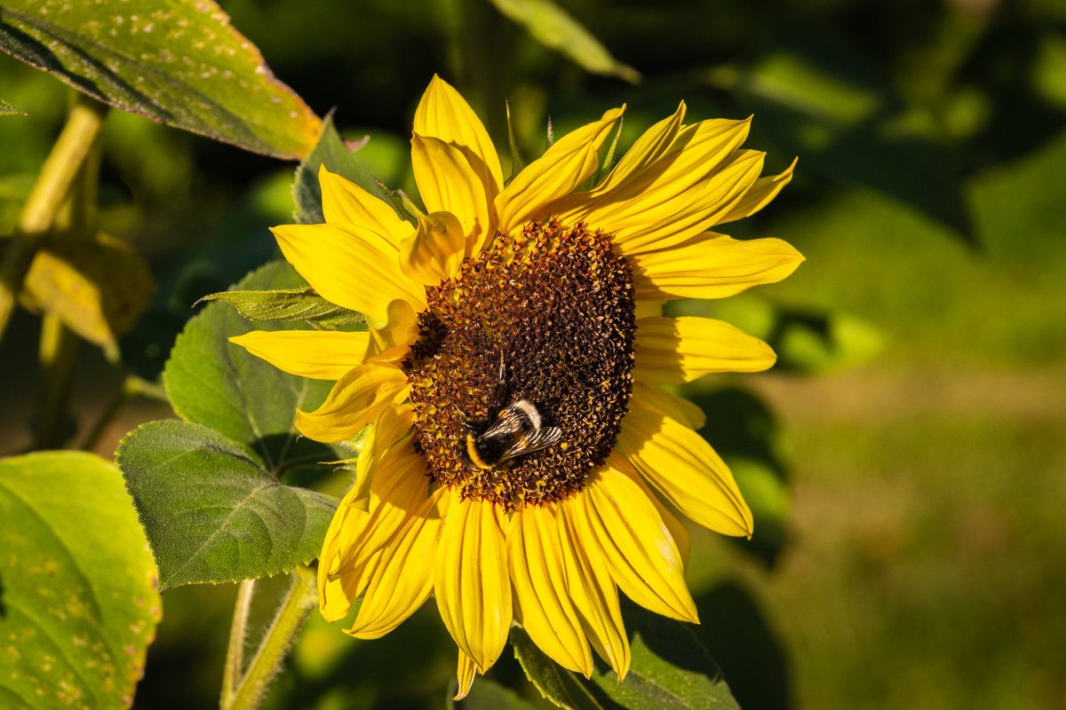 Sunflowers - Sergio Za