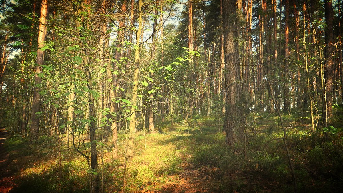 Весенний лес - Ирина Олехнович