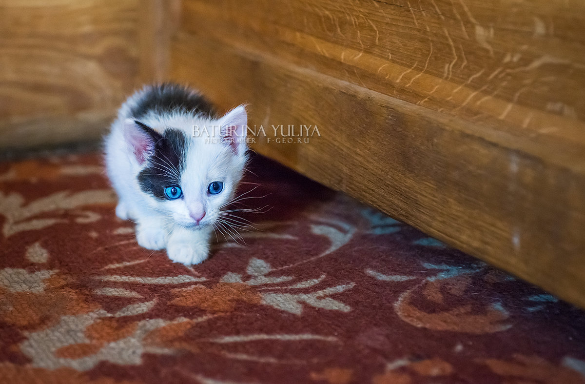 Белый котенок с голубыми глазами - Юлия Батурина