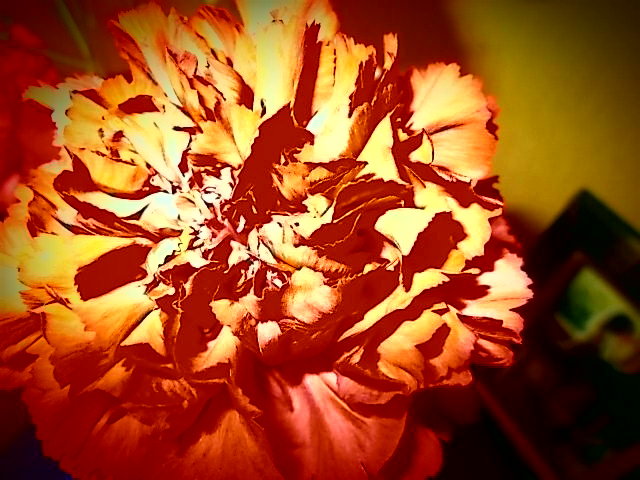 Пламенный цветок - лоретта 