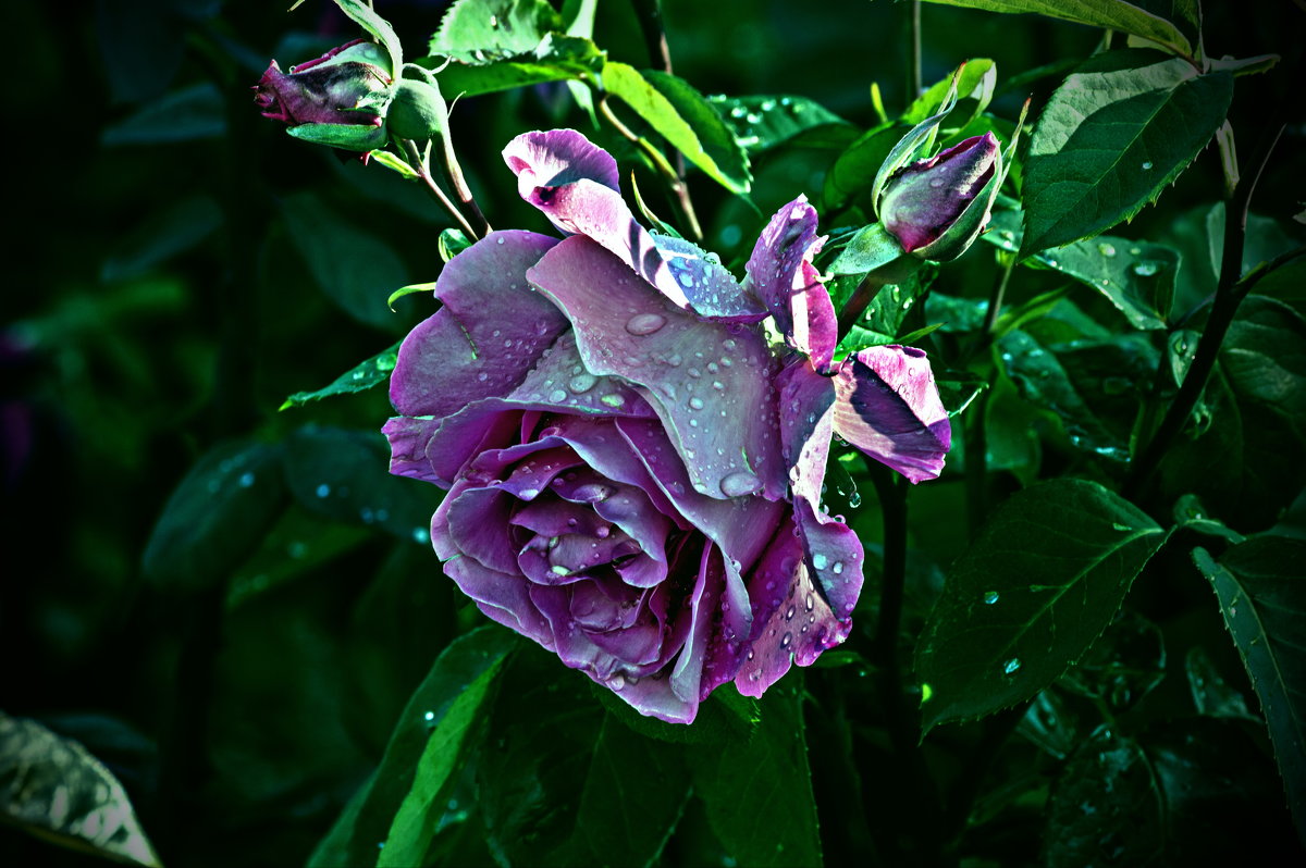 фиолетовая роза - Игорь 