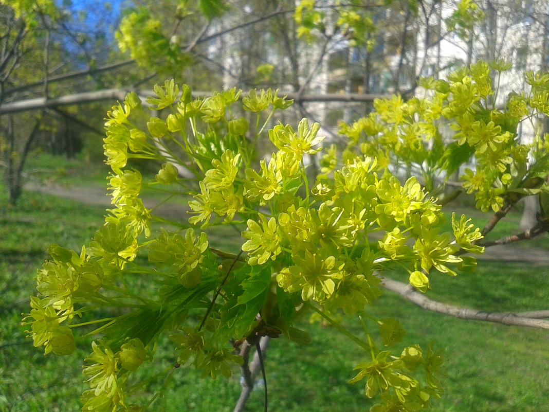 Клён - Сапсан 