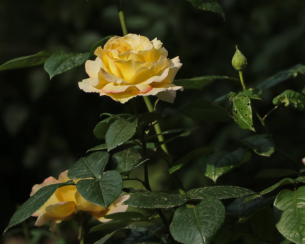 Время цветения роз - Светлана 