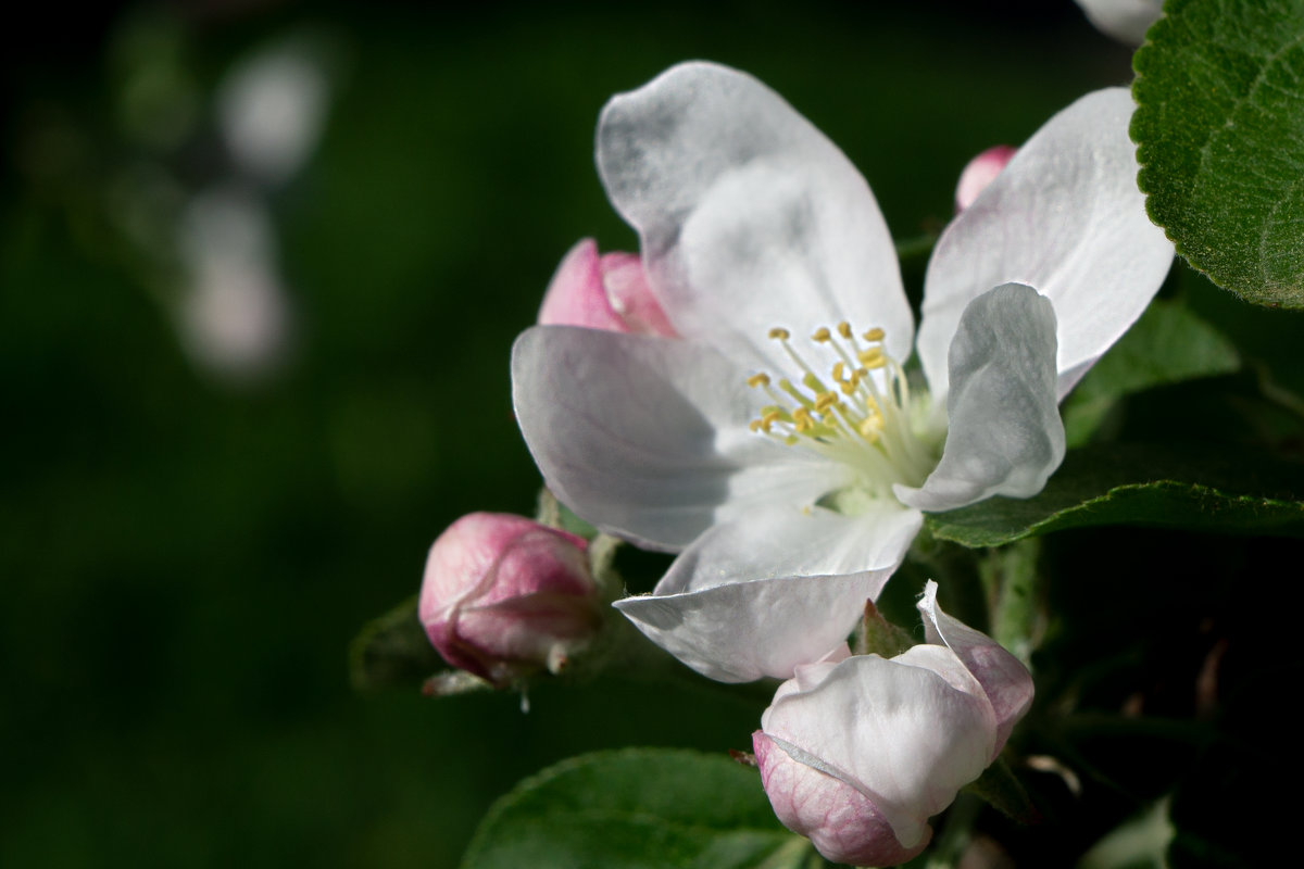 Яблони в цвету - Александр Каримов
