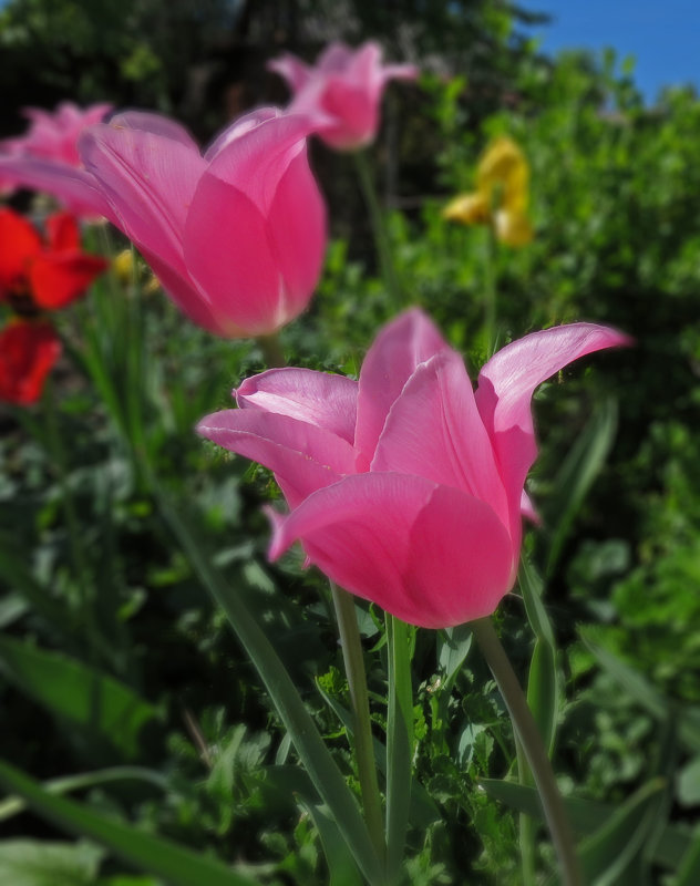 Розовые тюльпаны - SaGa 