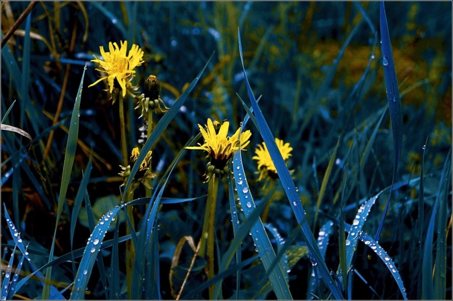 голубая трава, желтые цветы и немного воды - Jiří Valiska