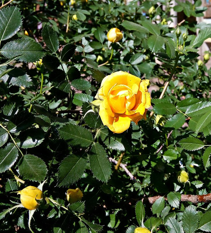 Желтая роза Фото №1 - Владимир Бровко