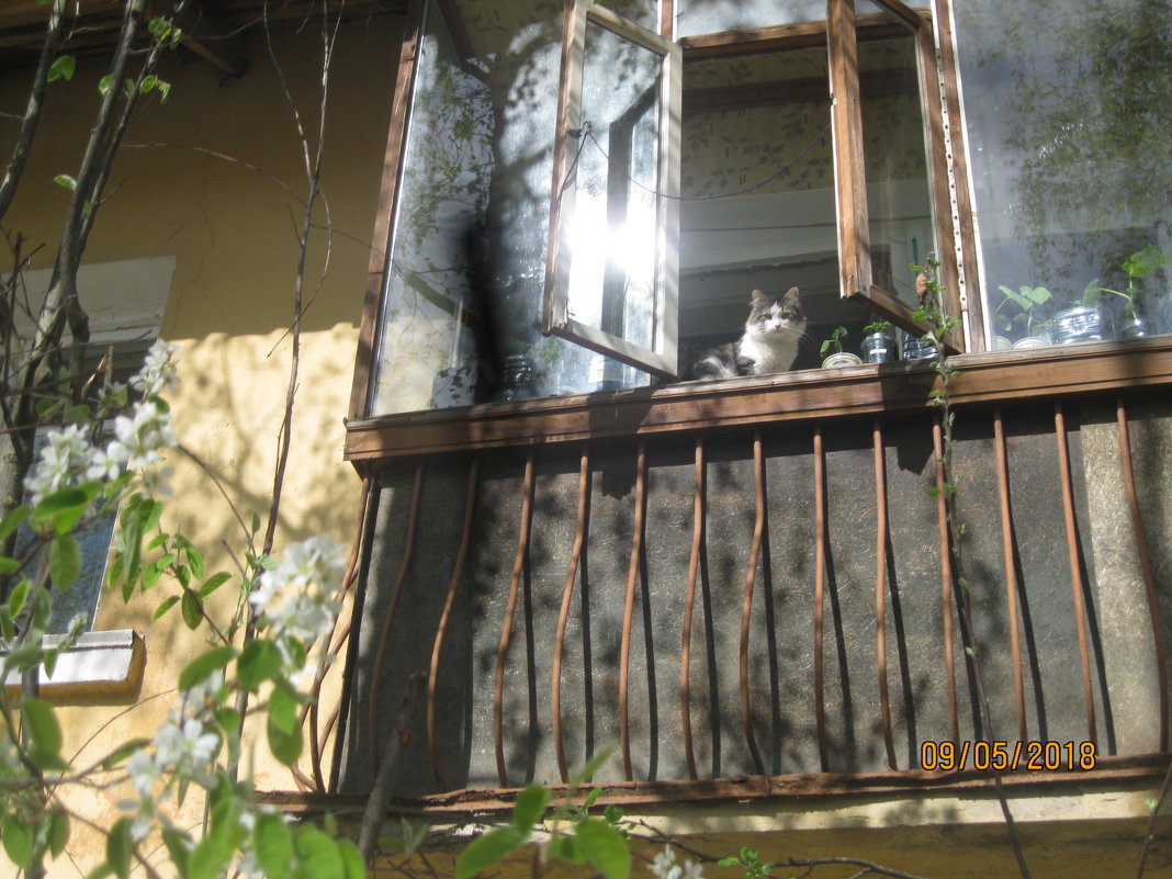 Кот на Балконе - Smit Maikl 