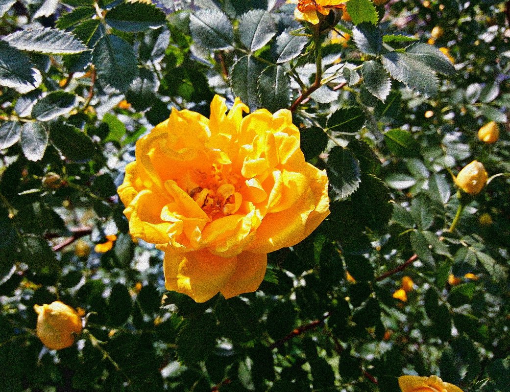 Желтая роза - Владимир Бровко
