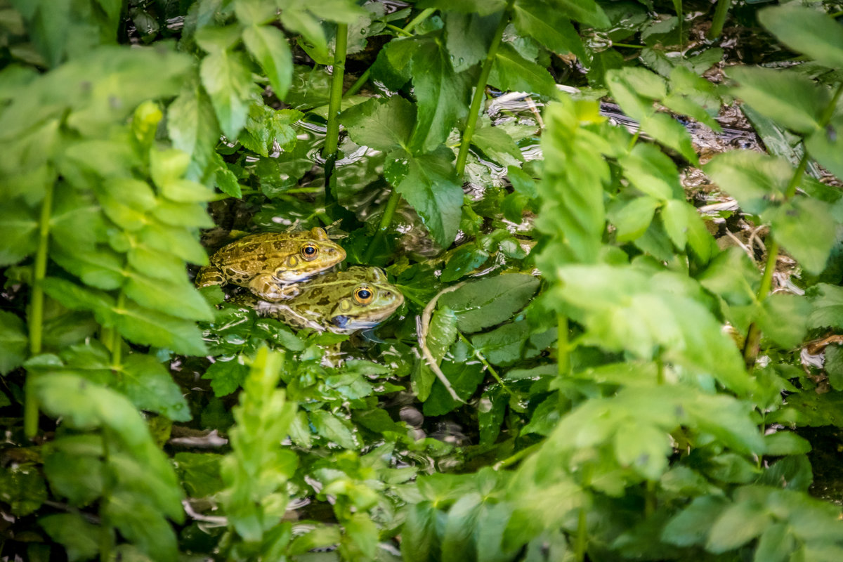 из серии Nationalpark Krka Croatia - Konstantin Rohn