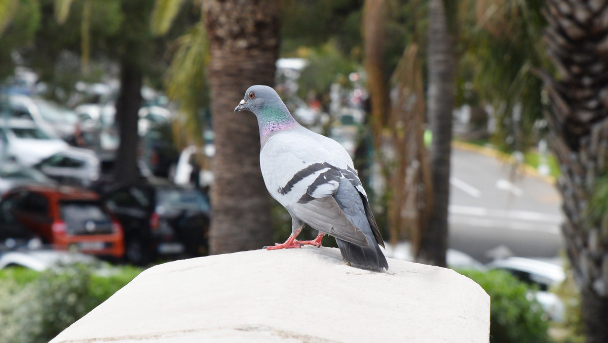 Pigeon - Sacha Bouron