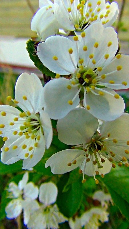 Вишня цветет - Люба (Or.Lyuba) Орлова