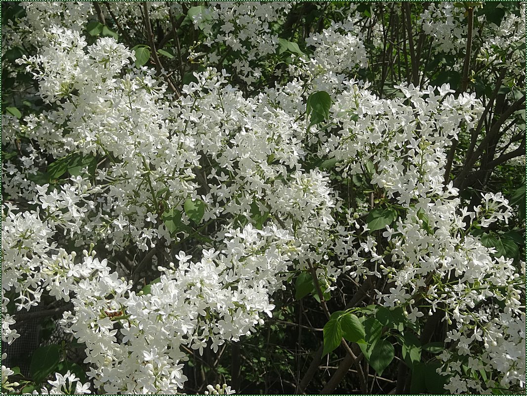 Белая сирень - Вера 