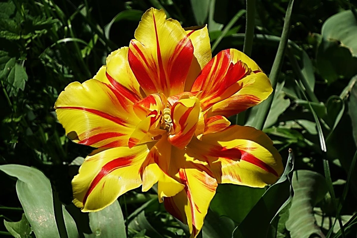 Цветок тюльпана - Маргарита Батырева
