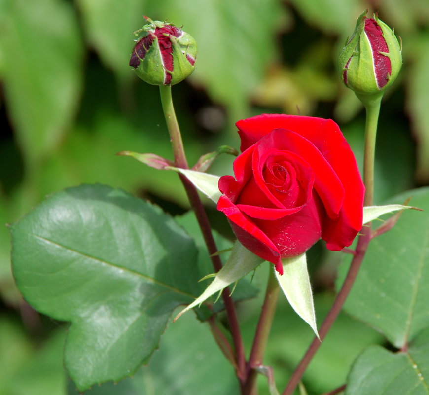 Красавица-роза растет на длинном и стройном стебле. - Валерий Новиков