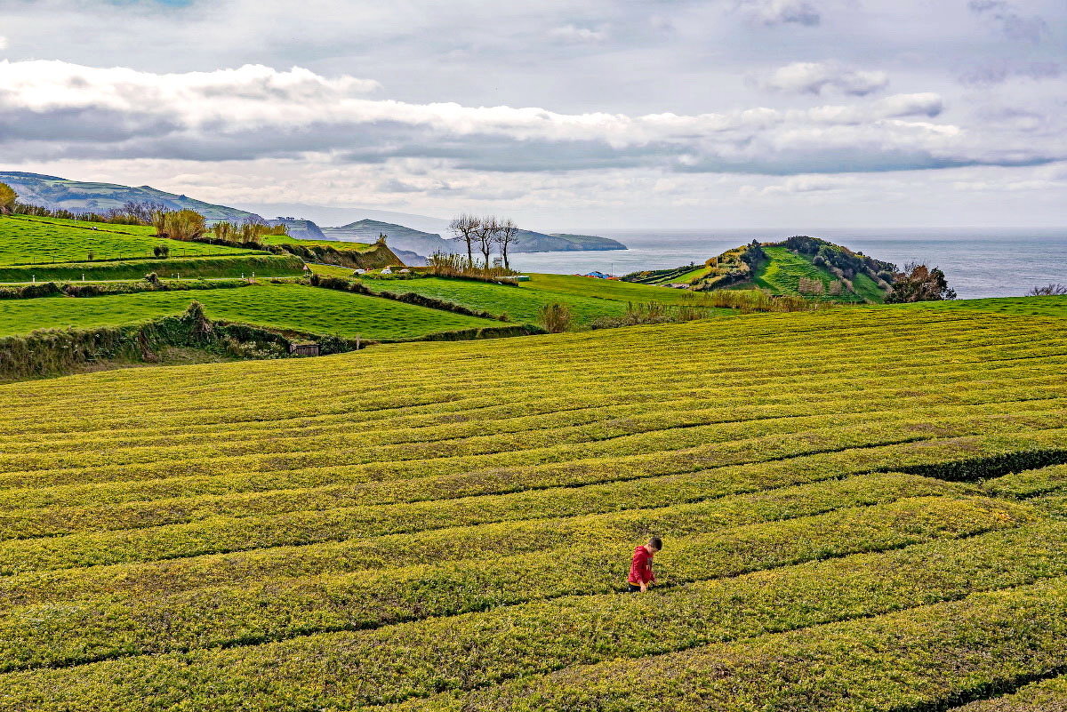 Azores 2018 Azores tea - Arturs Ancans