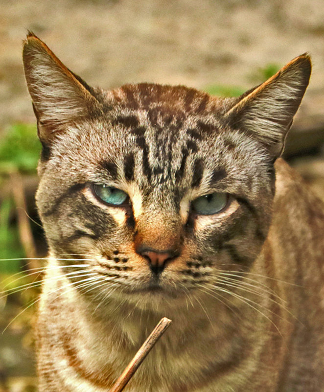 Портрет мрачного кота - Светлана 