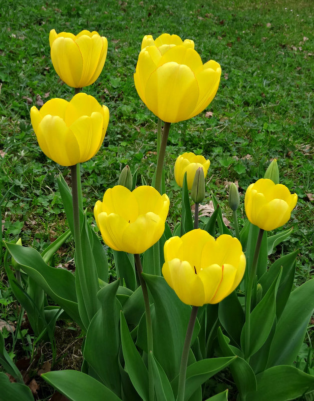 Желтые тюльпаны - Наталия Короткова