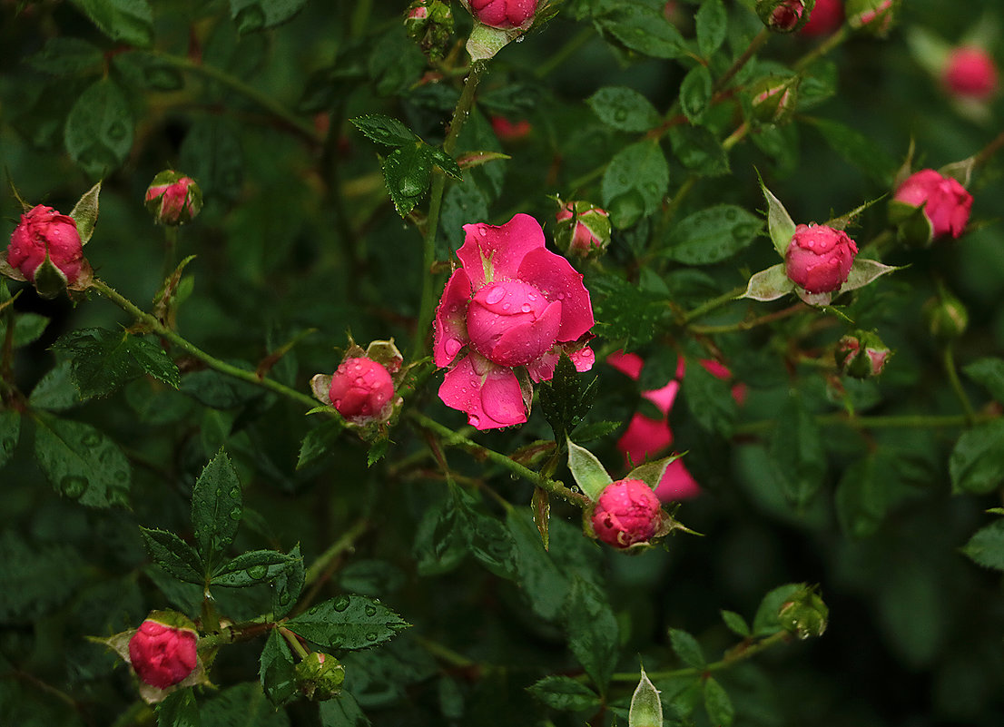 Обширное розовое семейство под дождем - Светлана 