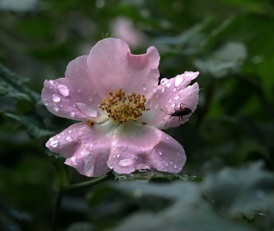 After rain - Олег Шендерюк