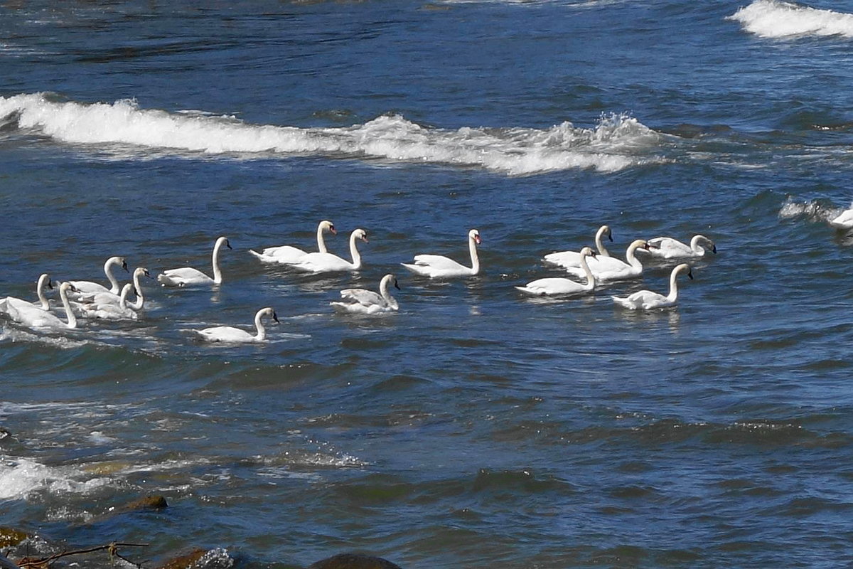 Лебеди на море - Маргарита Батырева