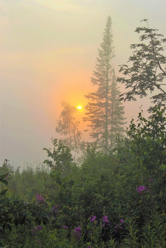 Восход в тумане - Сергей Чиняев 